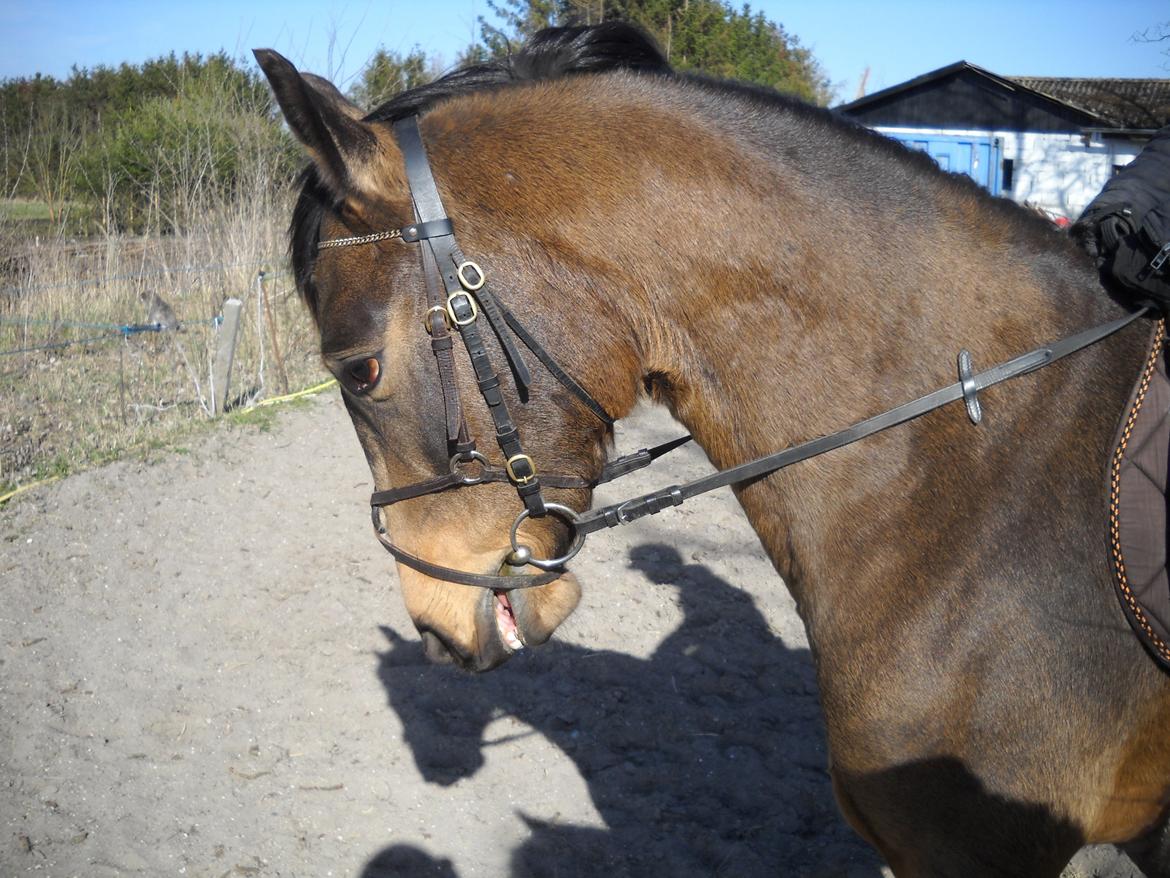 Anden særlig race Engholms Bueno Agate billede 7