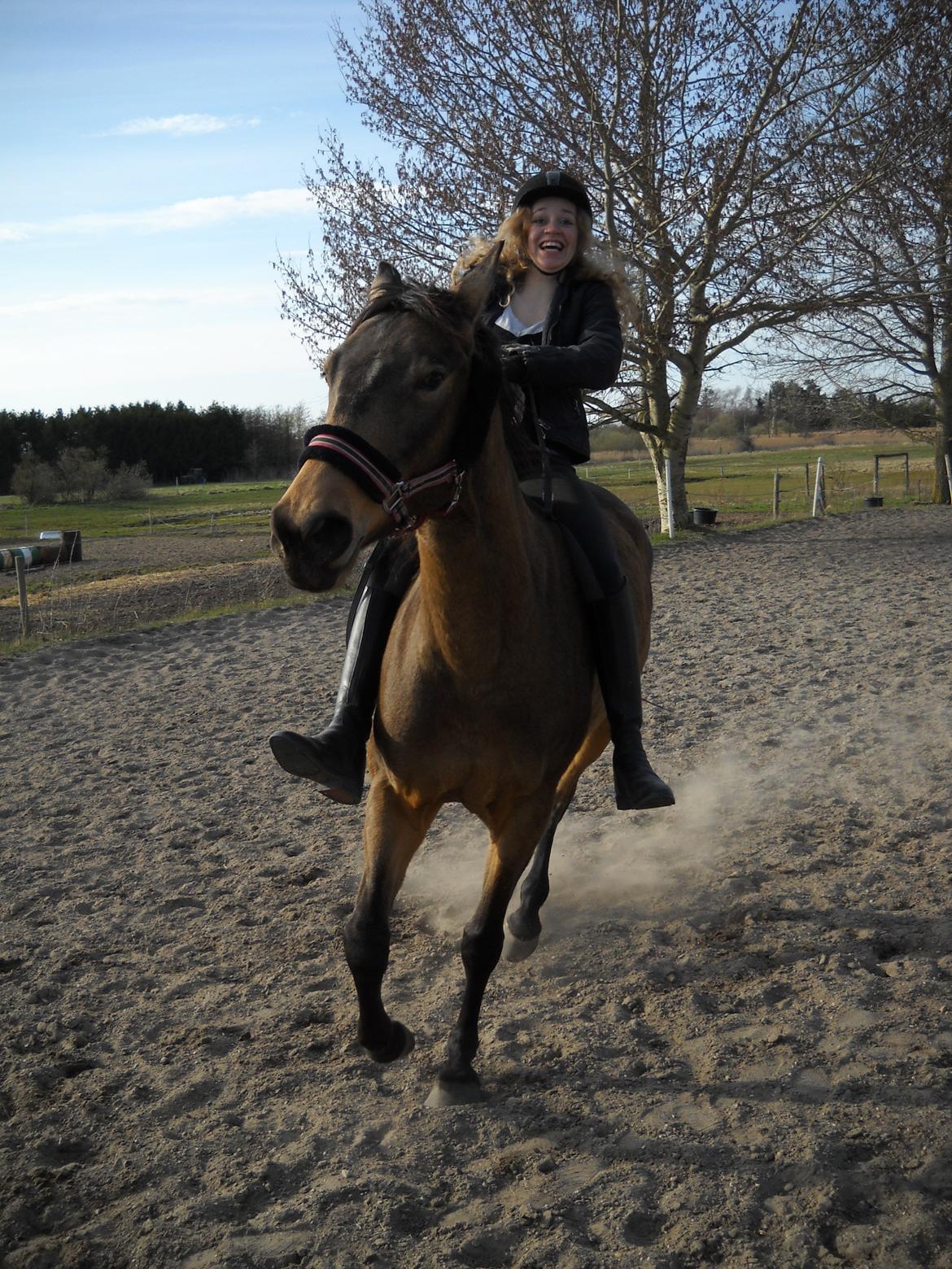 Anden særlig race Engholms Bueno Agate billede 11