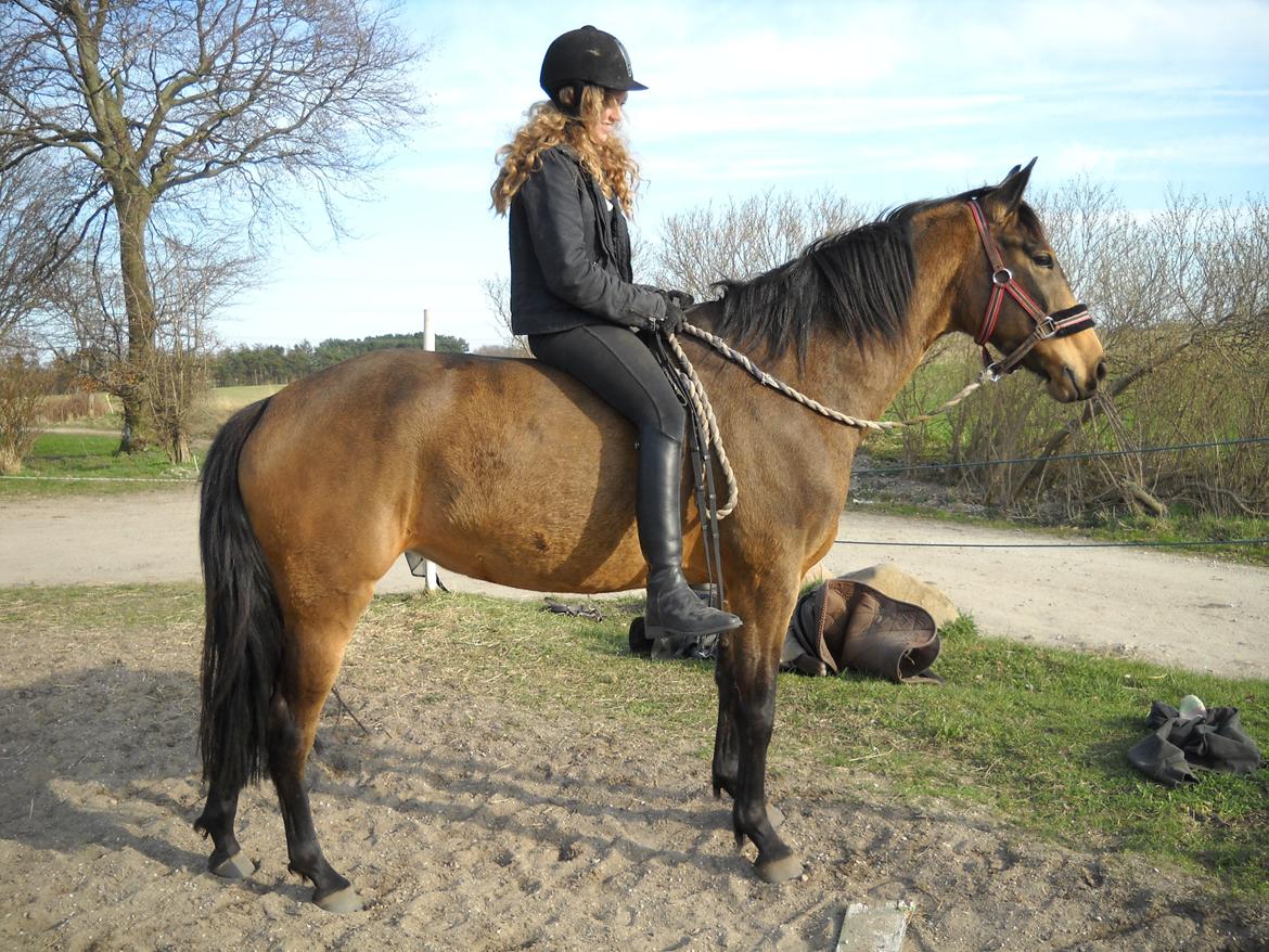 Anden særlig race Engholms Bueno Agate billede 12