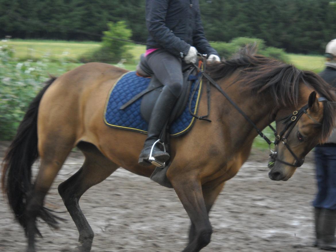 Anden særlig race Engholms Bueno Agate billede 14