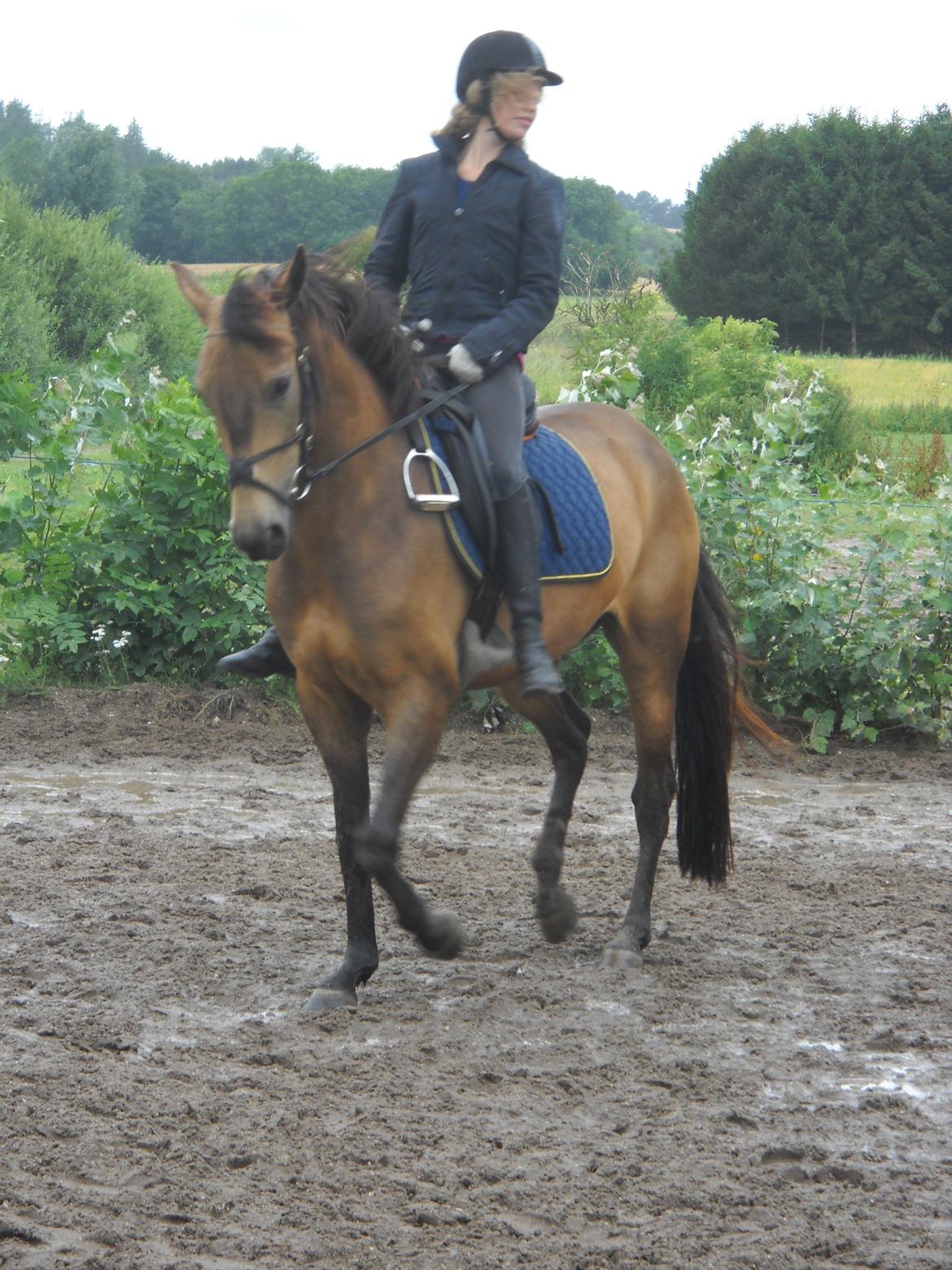 Anden særlig race Engholms Bueno Agate billede 15