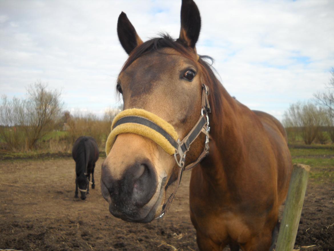 Anden særlig race Engholms Bueno Agate billede 18