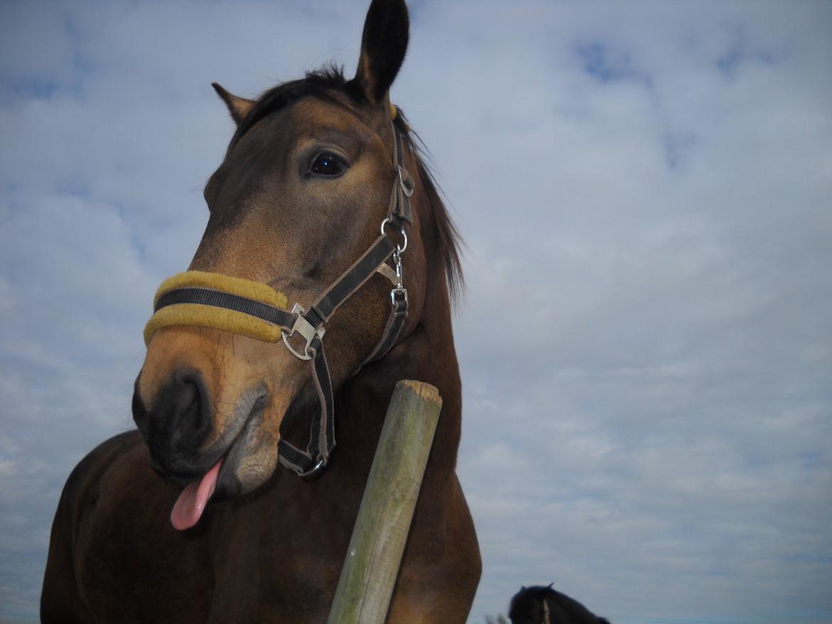 Anden særlig race Engholms Bueno Agate billede 19