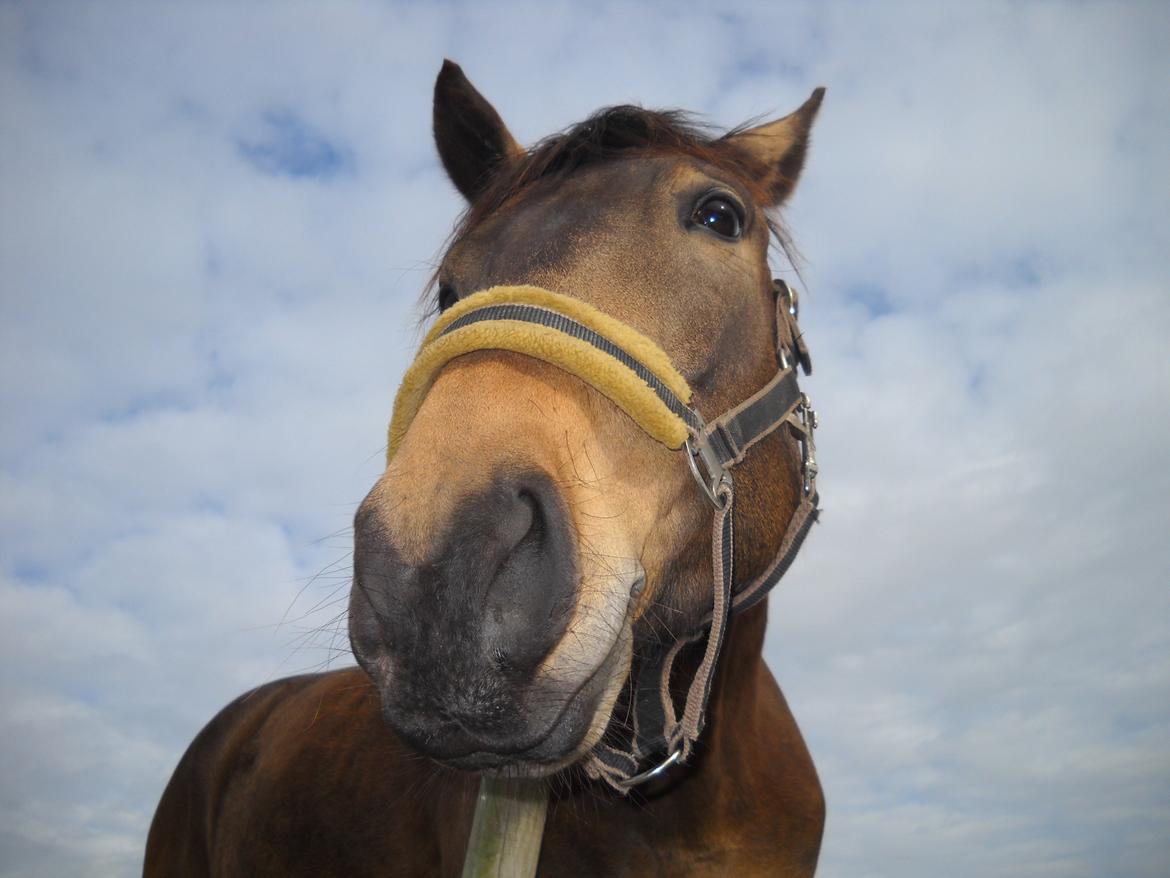 Anden særlig race Engholms Bueno Agate billede 20