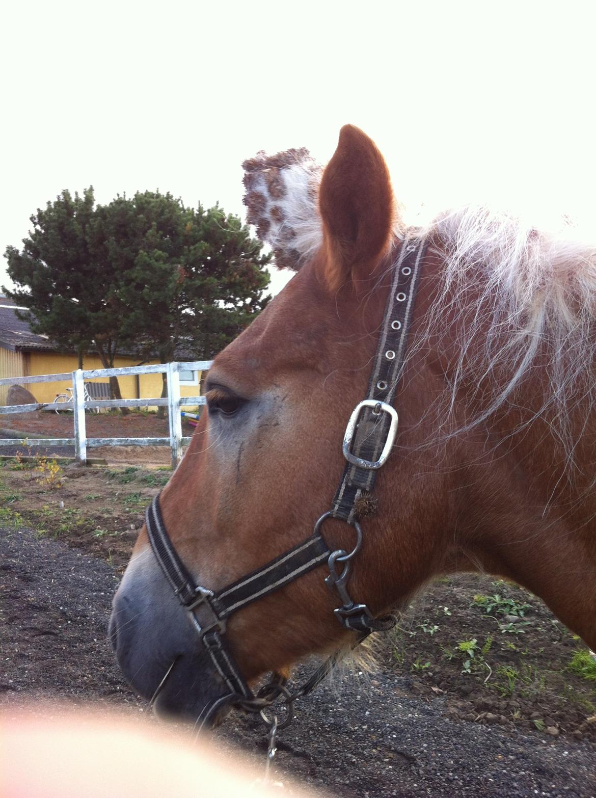 Tyroler Haflinger stuwart - dette sker når man ikke er hjemme i tre dage og hesten står på marken!
 billede 18