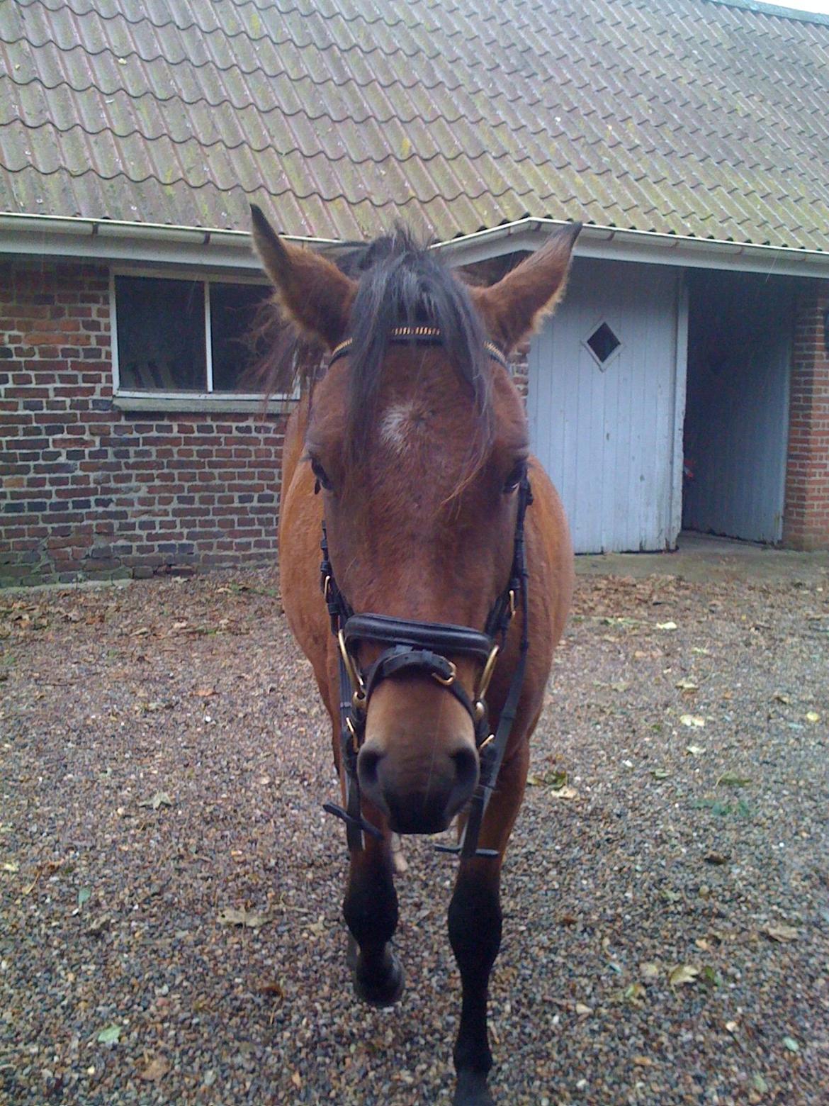 DSP Kærlunds Mr. Davidson  (Lucky) billede 12