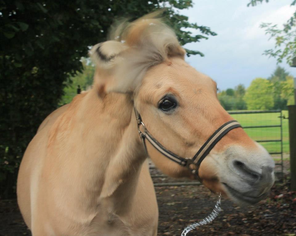 Fjordhest Arkibald - Og bassen Vinker Farvel :)
Tak for besøget kom igen(: billede 20