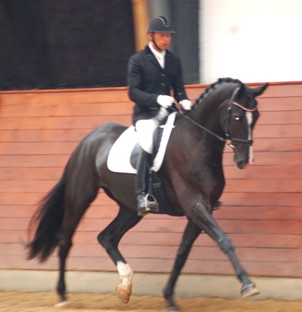 Dansk Varmblod Don Matcho-WI - DSA mellemrunde 8,8 i trav billede 12