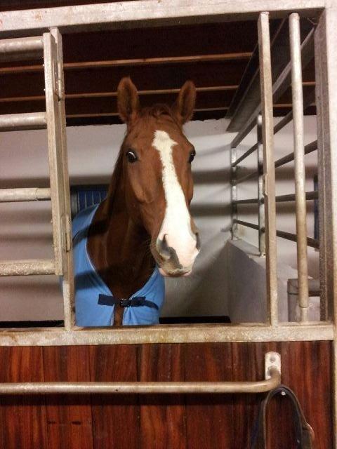 Anden særlig race Shiraz <3 billede 5