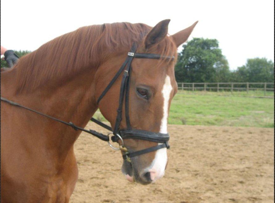 Anden særlig race Shiraz <3 - Smukke Shiraz!<3 billede 4