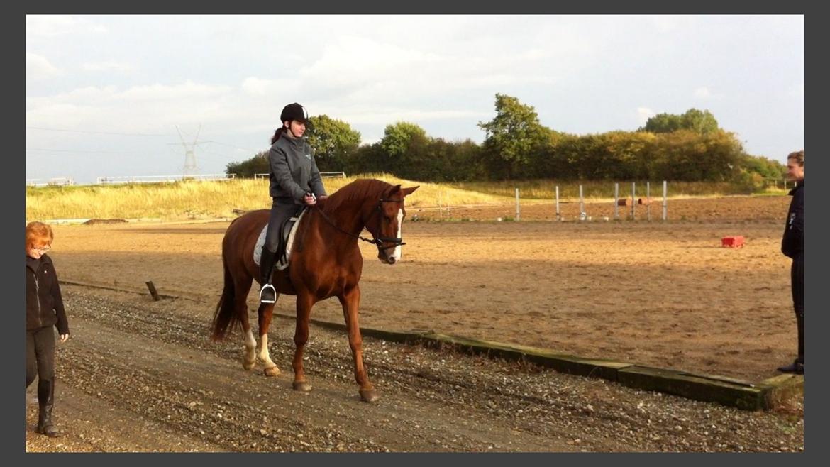 Anden særlig race Shiraz <3 billede 8