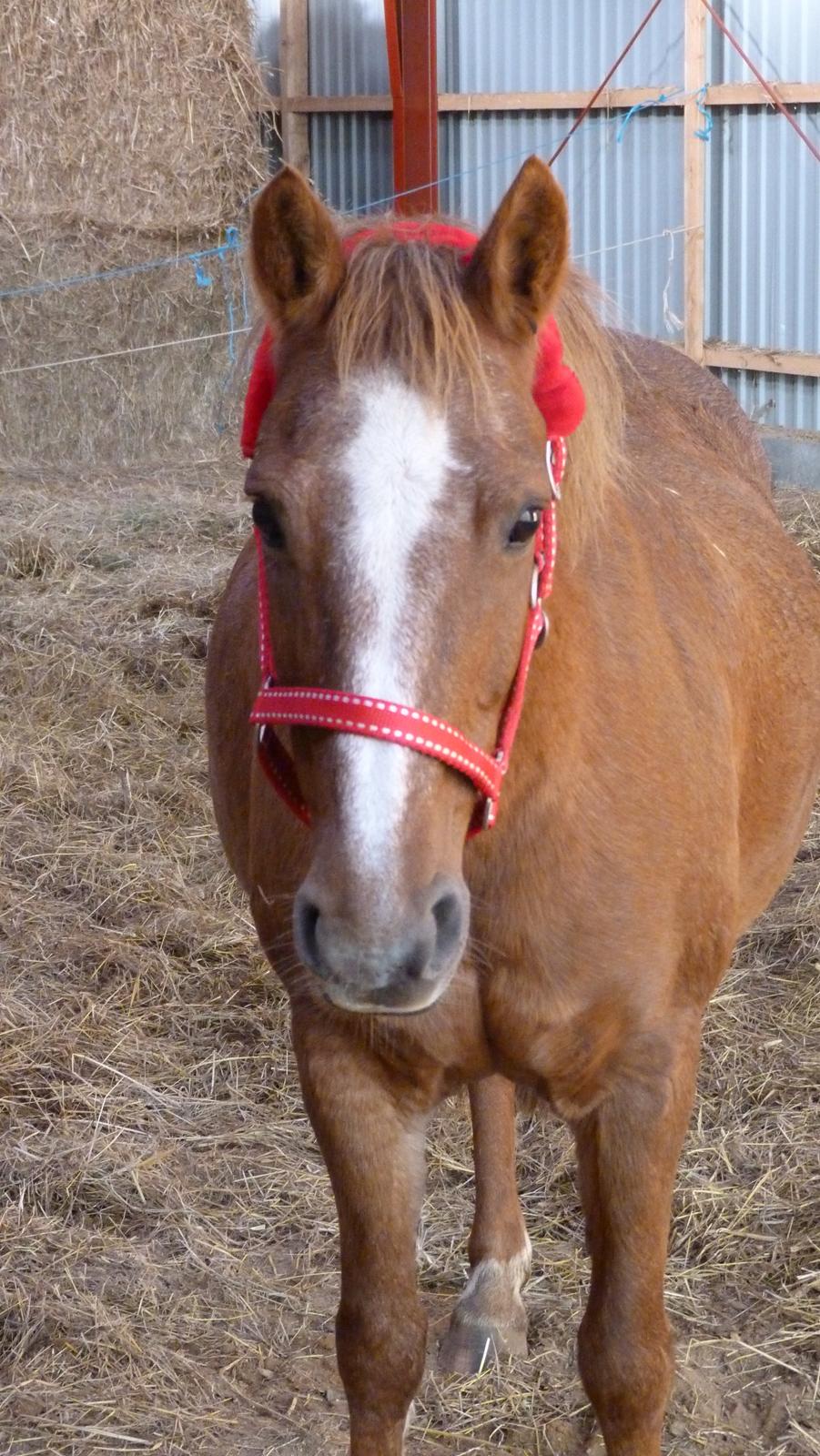 Anden særlig race Holmens Molly<3  *solgt :'S* - Kærlighed har intet køn eller alder. Det kærlighed har er en gave til at elske hinanden, give hinanden oplevelser, glæder og masser af gode timer.<3 billede 1