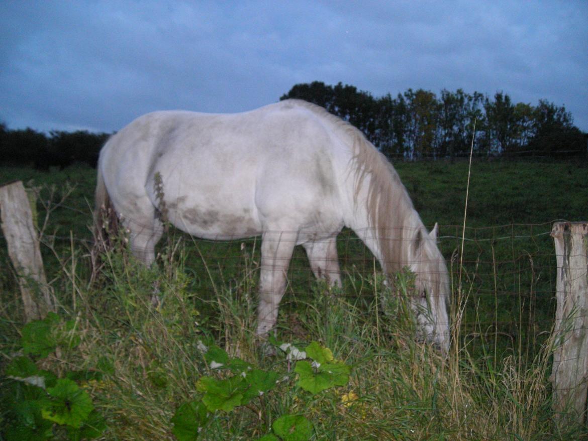 Boulonnais PIQUO avlshingst billede 3