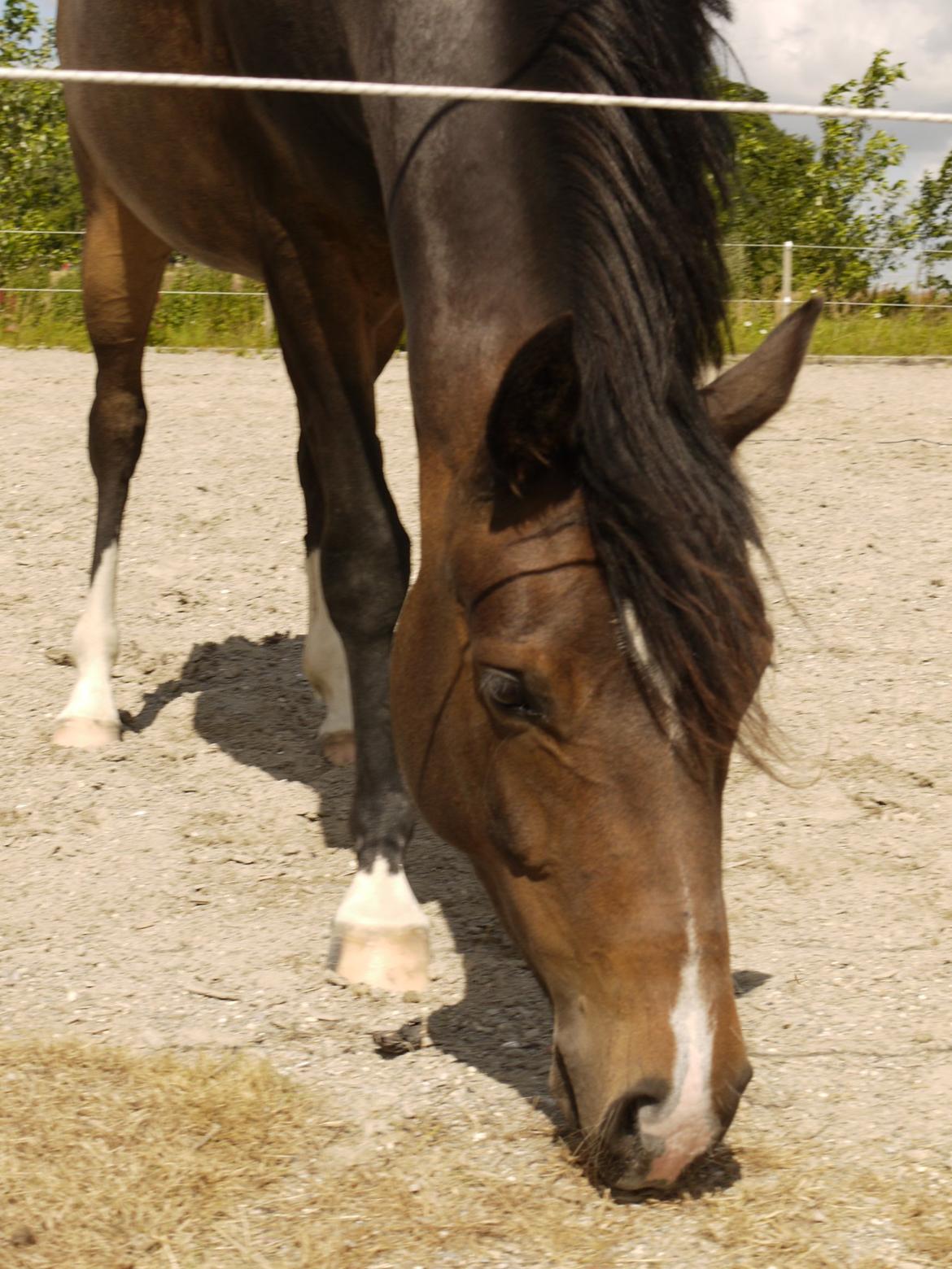 DSP Caspara´s April billede 1