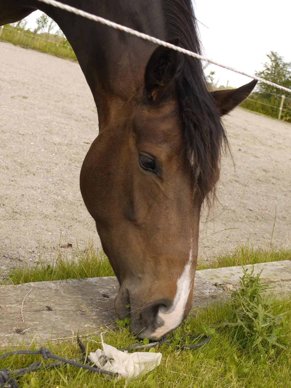 DSP Caspara´s April billede 2