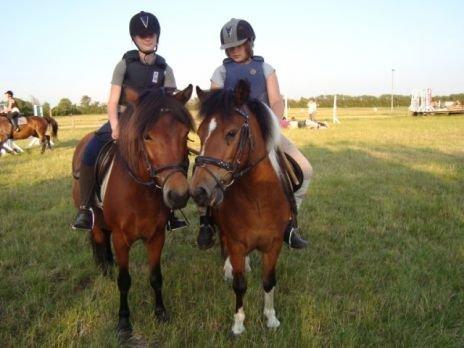 Gotlandsruss TARPÁNS IMPULS (Felix) - Felix & Dixie, på rideskolen som har købt ham <3 billede 14