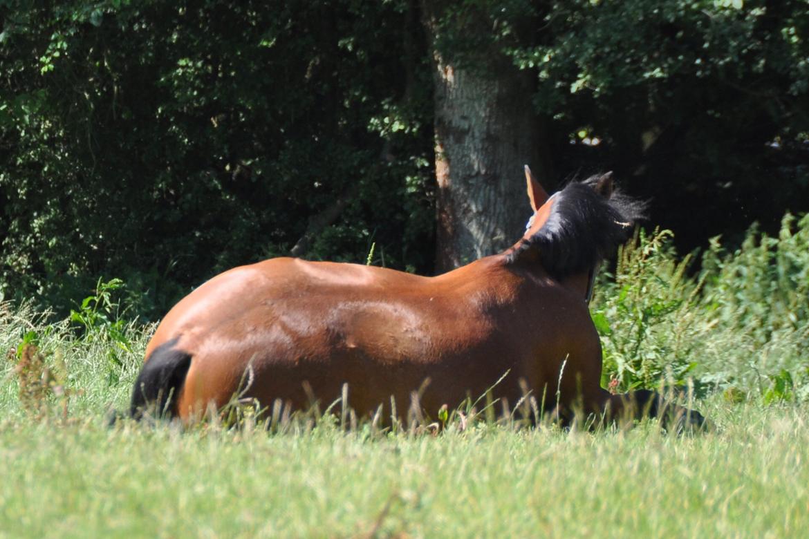 DSP Lundgårds Adonis halv A-pony SOLGT - lille pus<3 billede 10