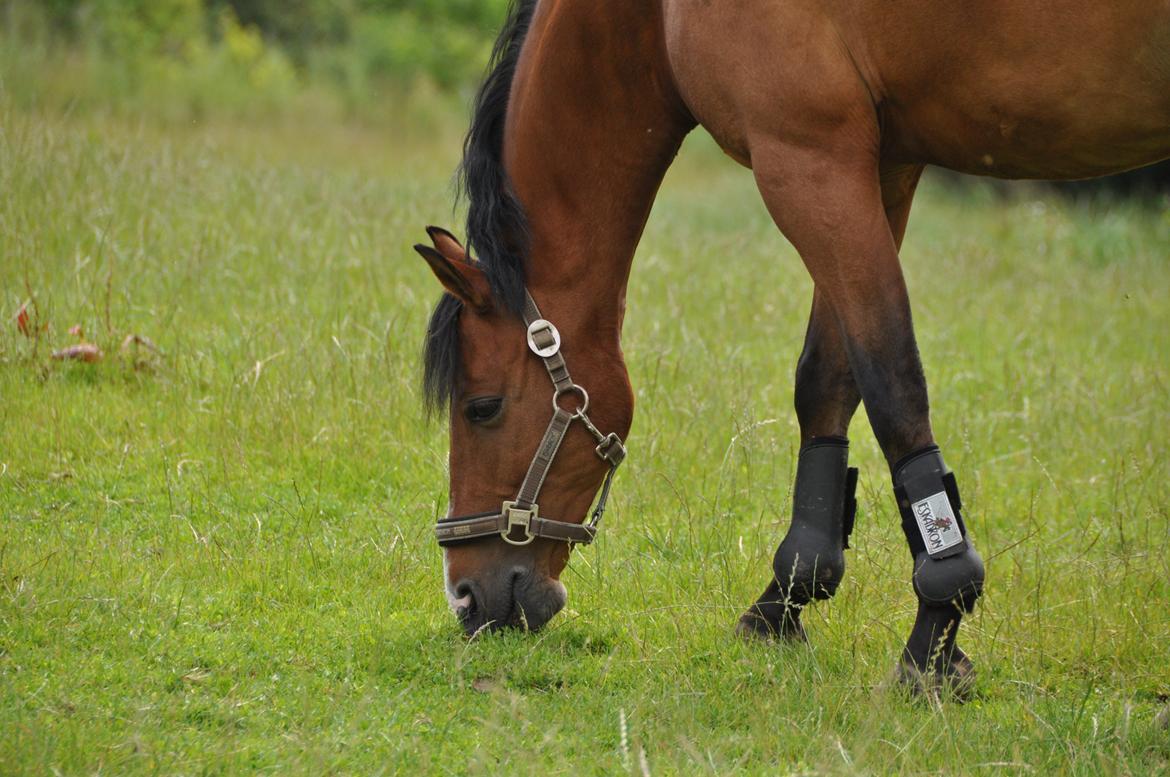 DSP Lundgårds Adonis halv A-pony SOLGT billede 11
