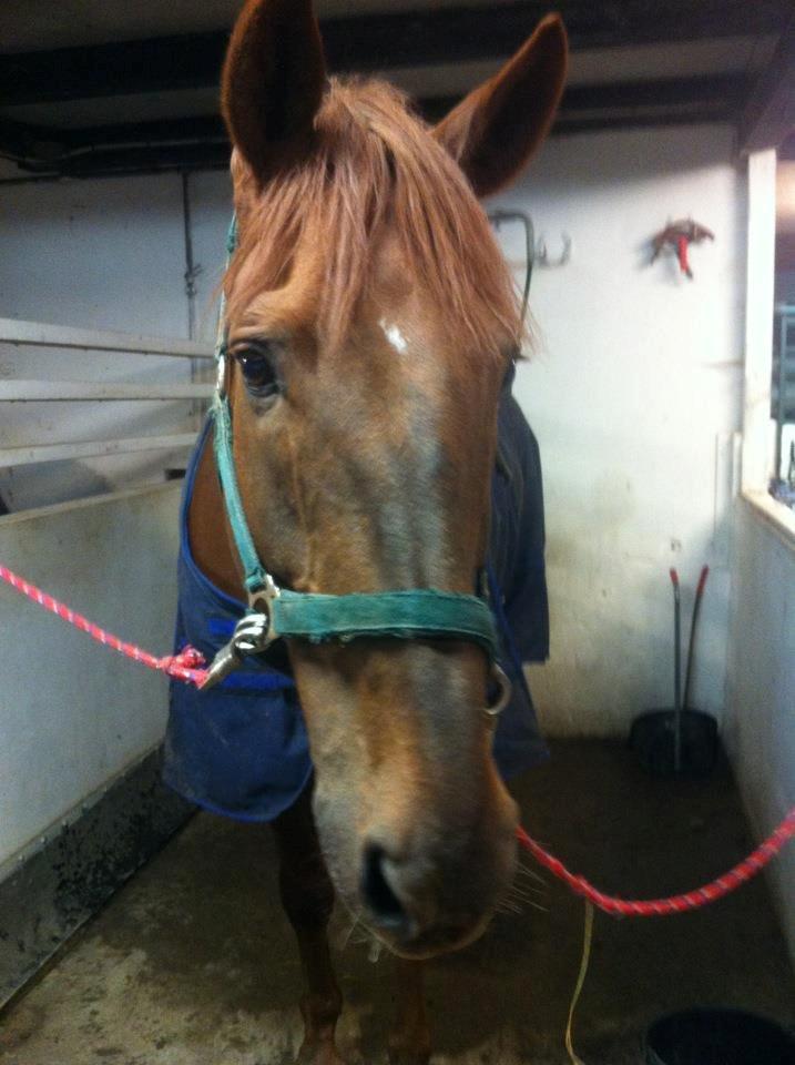 Hollandsk Varmblod Silvester - lige da han var landet i stalden! billede 6