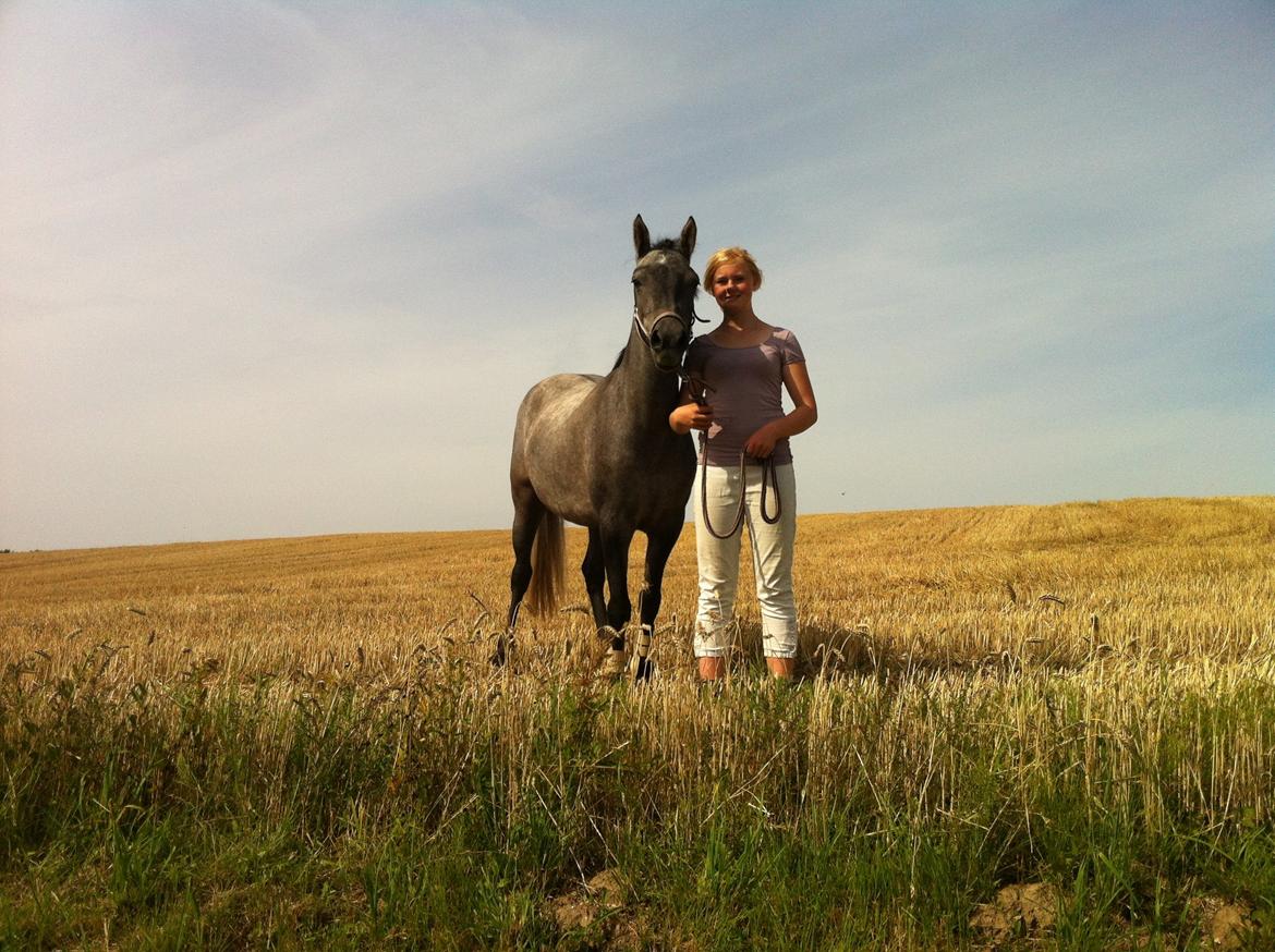 Welsh Pony af Cob-type (sec C) mitho's calista - En tur på Stupmark billede 17