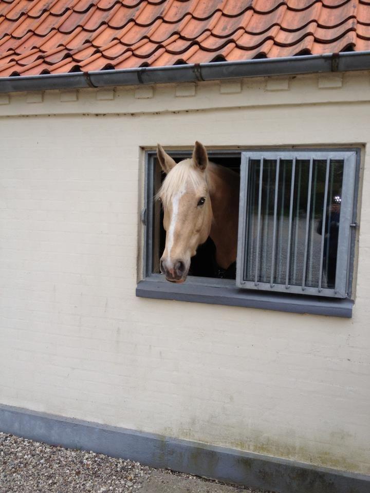 Palomino Marielunds gold melodyboy - bassen på rynkeby hesteklinik  billede 13