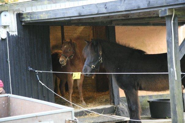 Gotlandsruss Atle billede 1