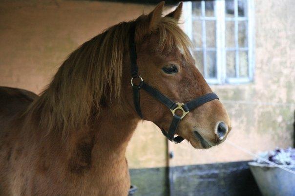 Gotlandsruss Atle billede 2