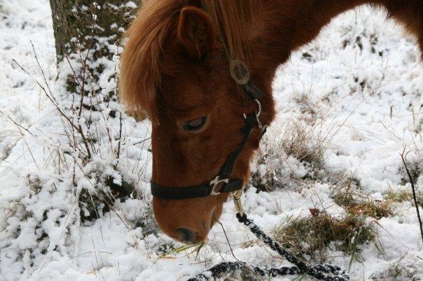 Gotlandsruss Atle billede 3