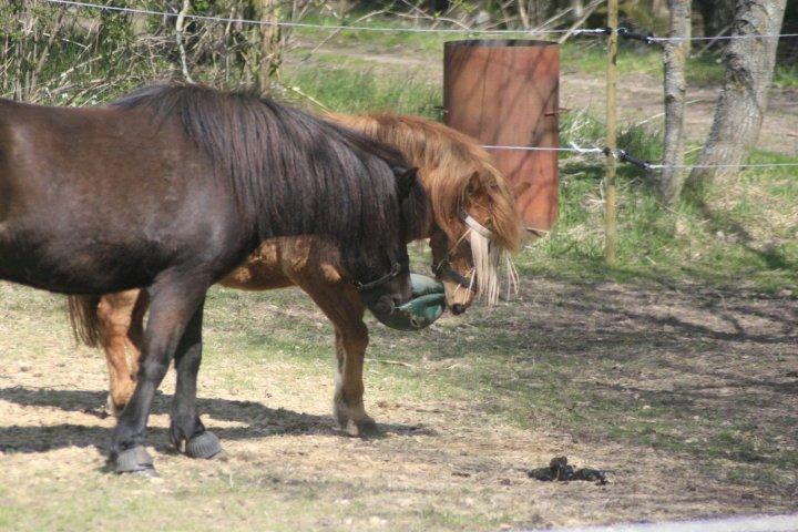 Gotlandsruss Atle billede 7