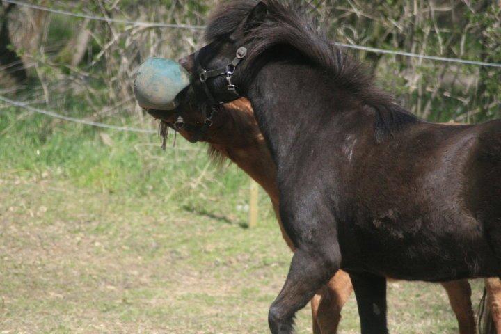 Gotlandsruss Atle billede 8