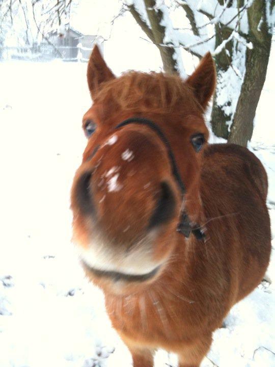 Gotlandsruss Atle billede 12