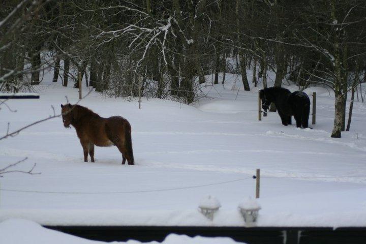 Gotlandsruss Atle billede 13