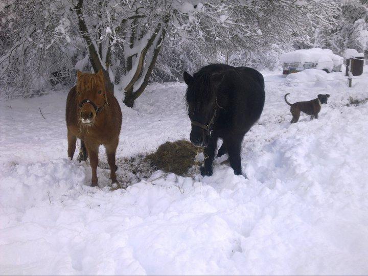 Gotlandsruss Atle billede 15