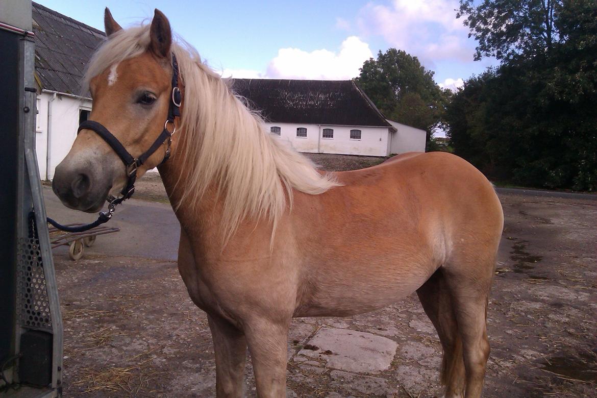 Haflinger Nantino Hestvang billede 7