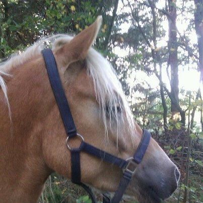 Haflinger Nantino Hestvang billede 12