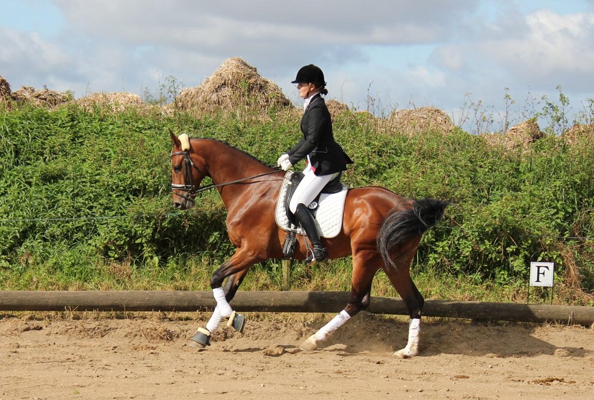 Dansk Varmblod Cato - ... dressurstævne HERR, september 2012 billede 17