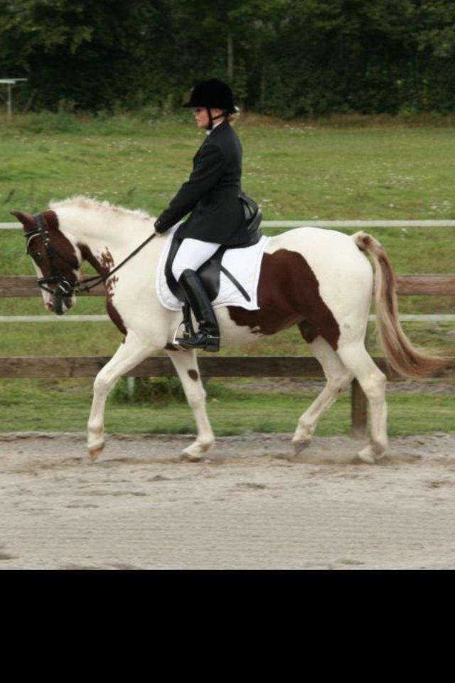 Anden særlig race Chanel - Solgt - LB1 billede 21