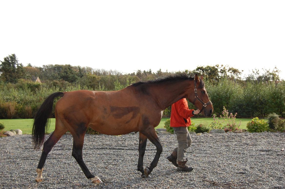 Dansk Varmblod Baunehøjens Fabergé billede 1