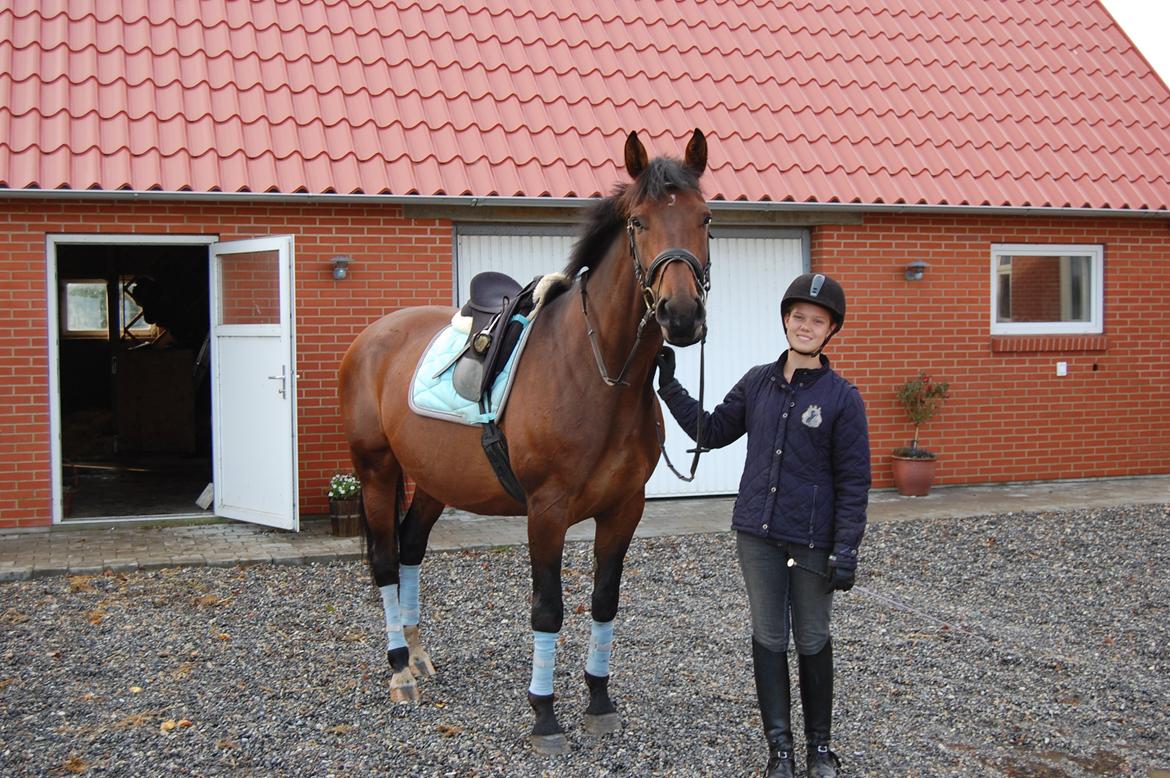 Dansk Varmblod Baunehøjens Fabergé billede 2