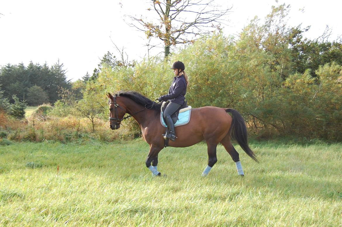 Dansk Varmblod Baunehøjens Fabergé billede 3