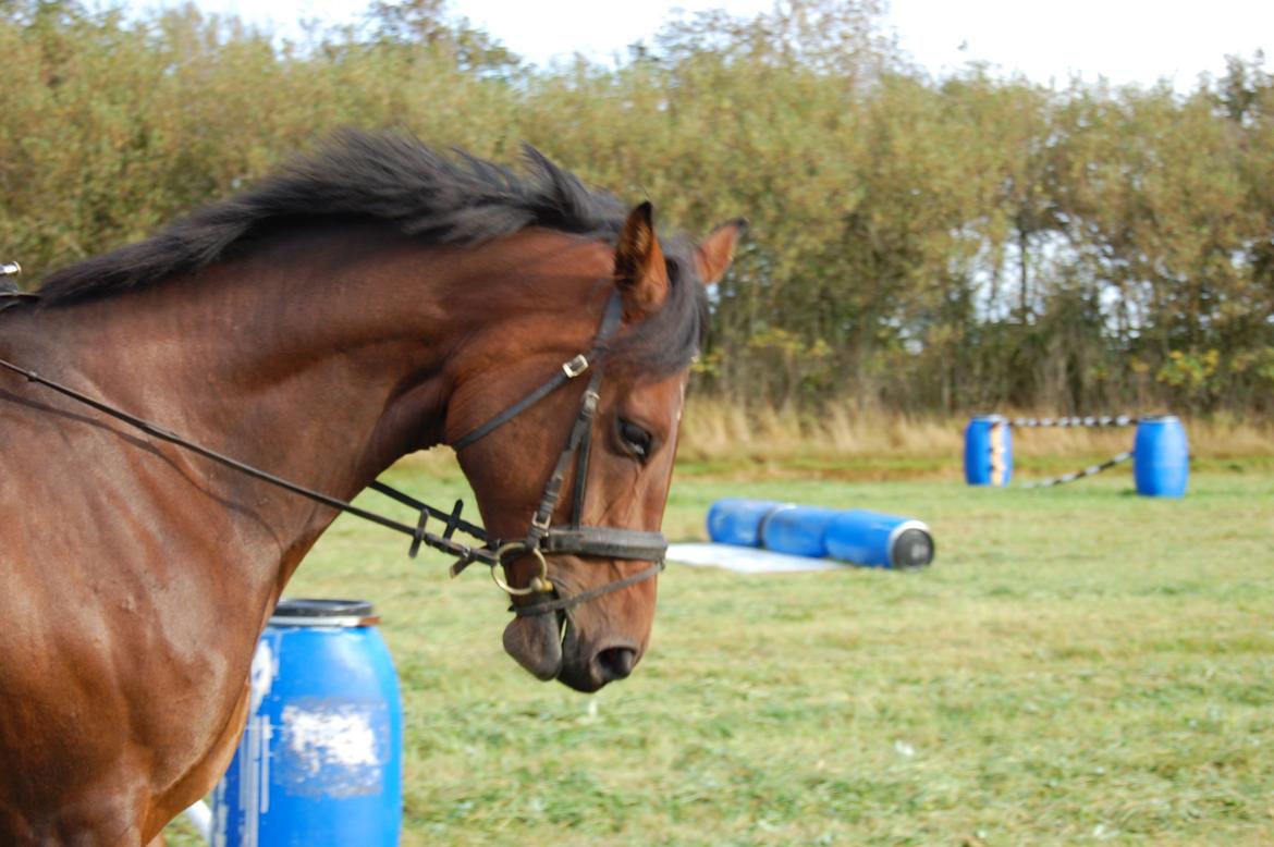 Dansk Varmblod Baunehøjens Fabergé billede 4