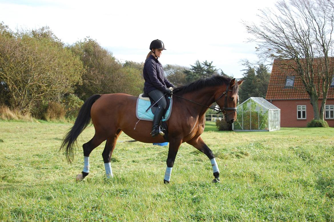 Dansk Varmblod Baunehøjens Fabergé billede 5