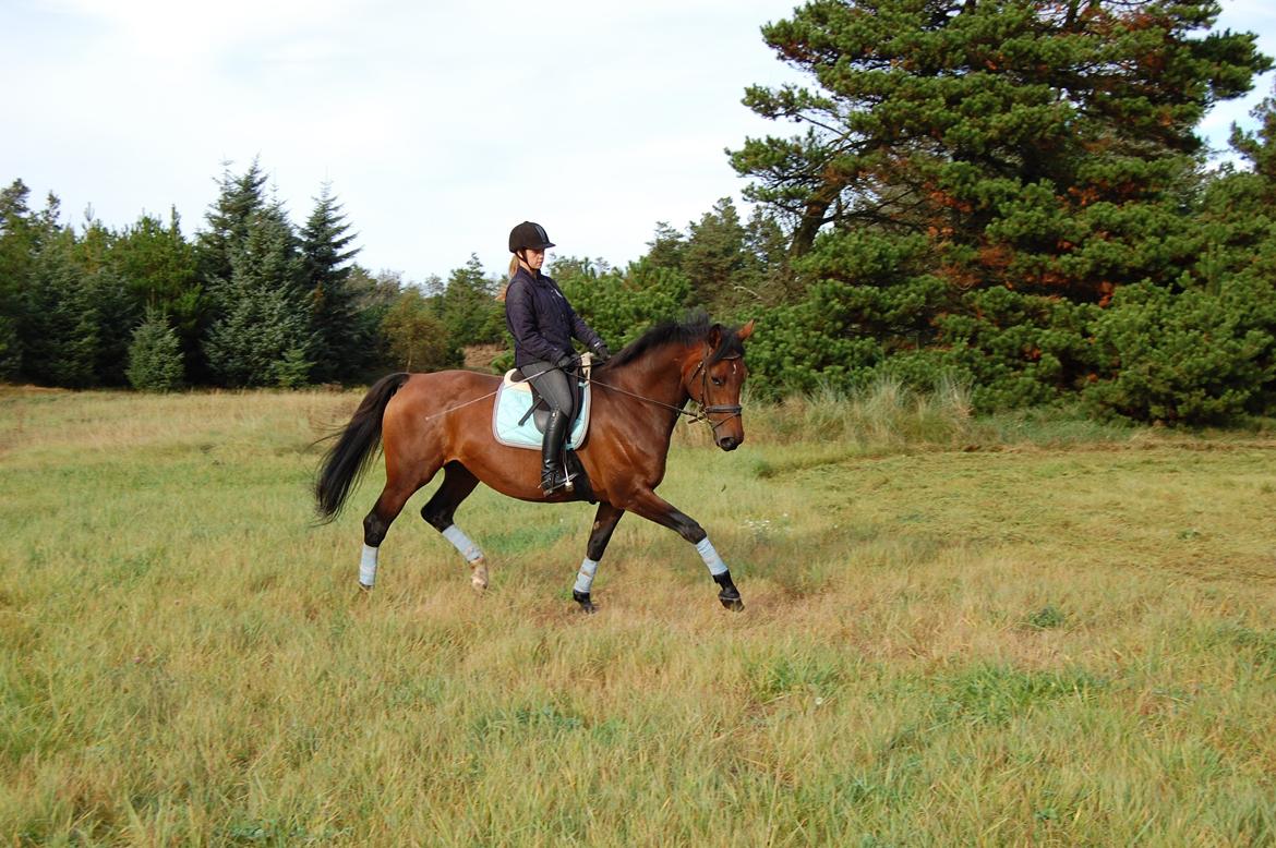 Dansk Varmblod Baunehøjens Fabergé billede 6
