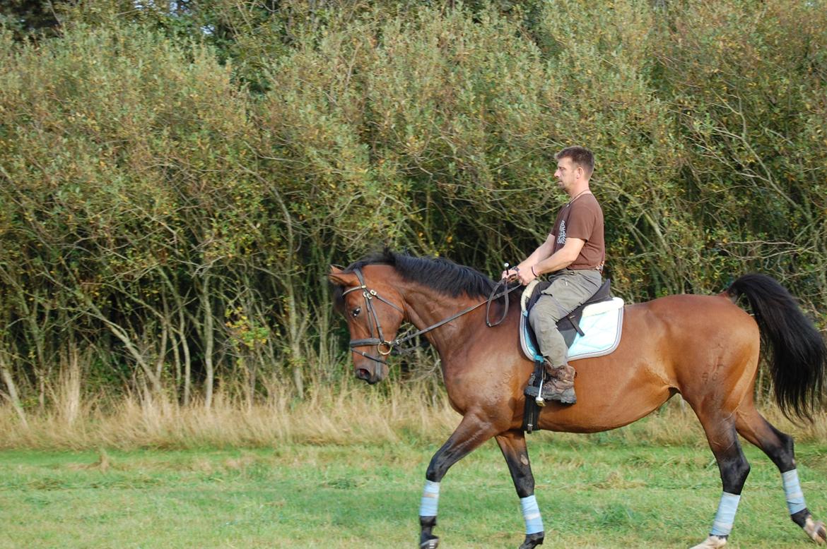 Dansk Varmblod Baunehøjens Fabergé billede 7