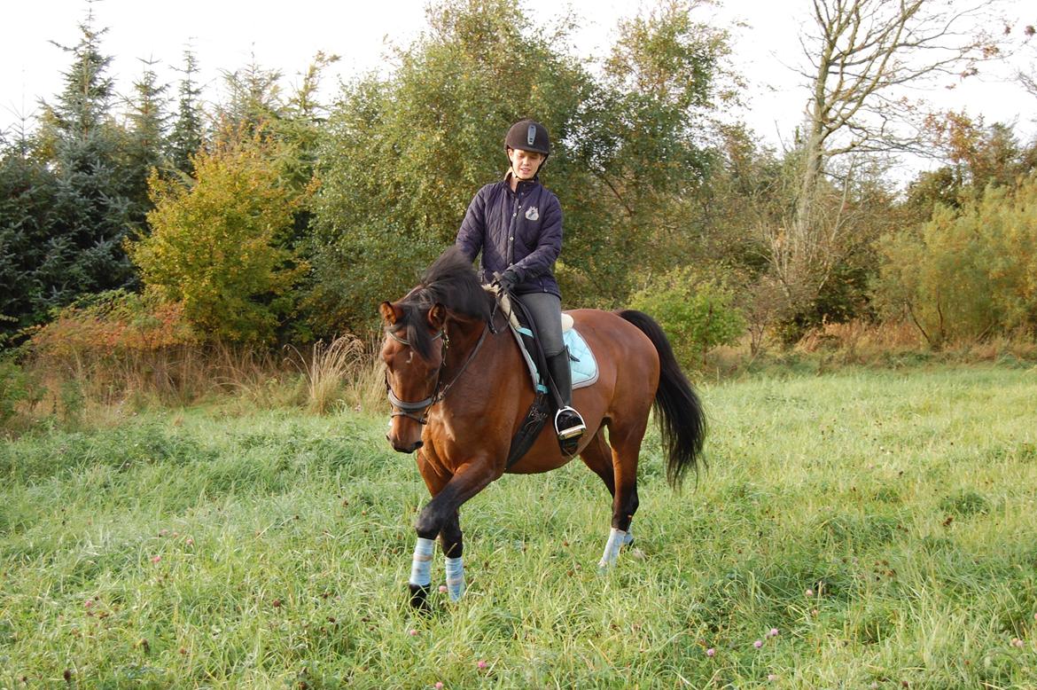 Dansk Varmblod Baunehøjens Fabergé billede 8