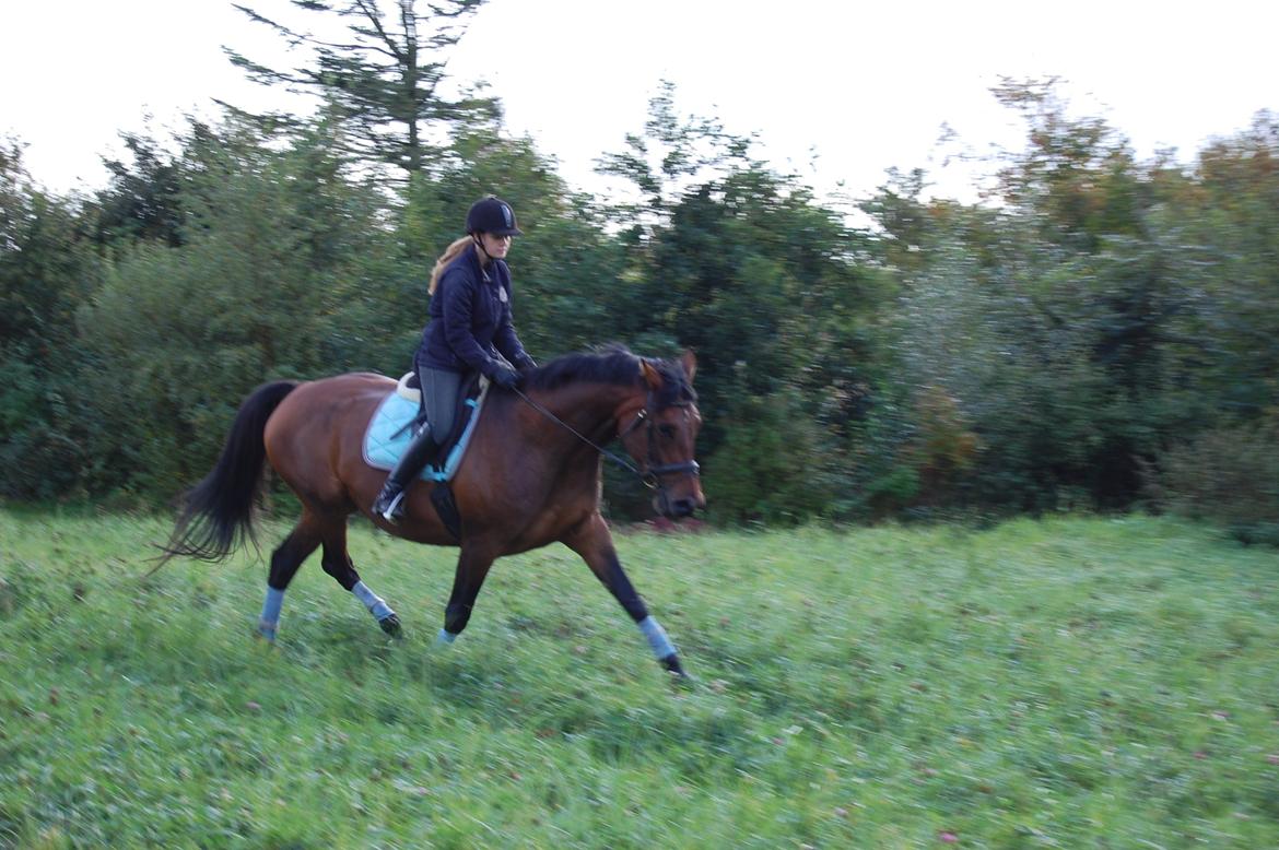 Dansk Varmblod Baunehøjens Fabergé billede 9