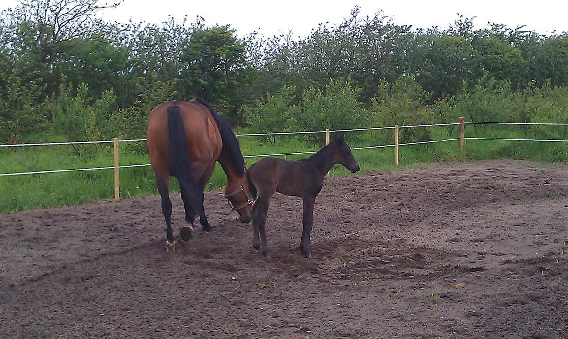 Dansk Varmblod Baunehøjens Fabergé billede 10