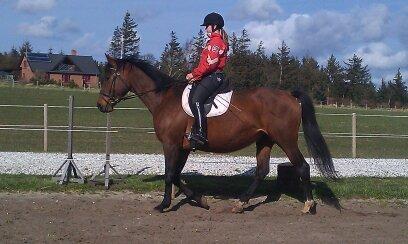 Dansk Varmblod Baunehøjens Fabergé billede 11