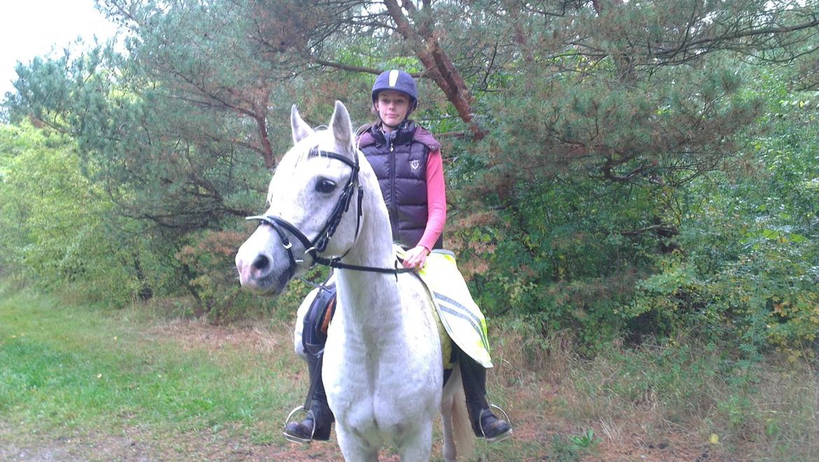 Arabisk fuldblod (OX) Mr M - Prinsen. - ude og ride tur i det dejlige regnvejr :D billede 9