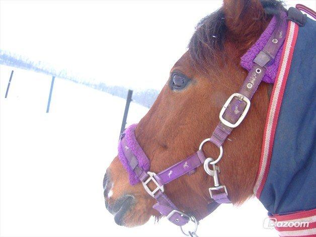 DSP Malou - De kolde vinter dage :D (taget af Charlotte) billede 15